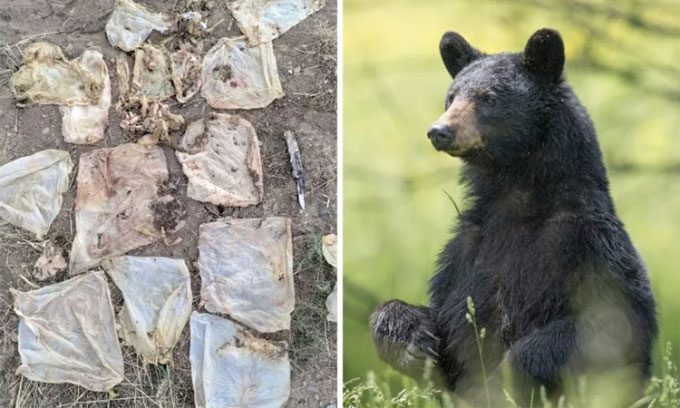 Wet wipes removed from the bear's stomach in Colorado (left)