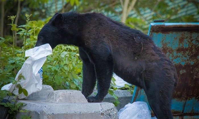 Black bears searching for food in the city.
