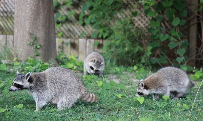 Raccoons are adaptable omnivores.