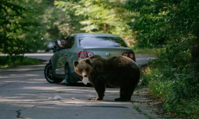 A bear eating a sandwich thrown by a passing driver.