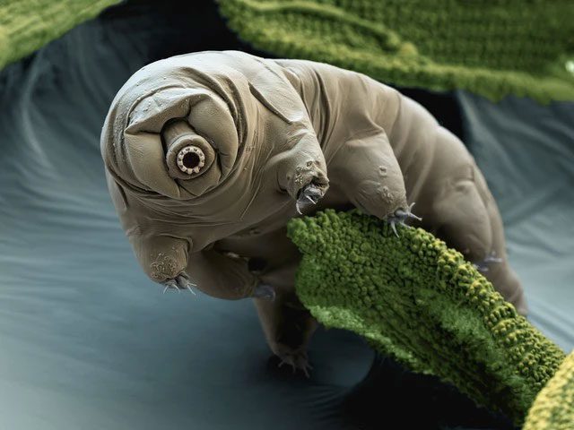Tardigrades are considered one of the most resilient and bizarre organisms on Earth.