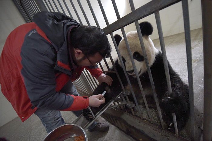 Panda blood group antigens also possess antiviral properties.