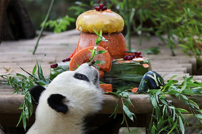 A panda raised at the Madrid Zoo, Spain.