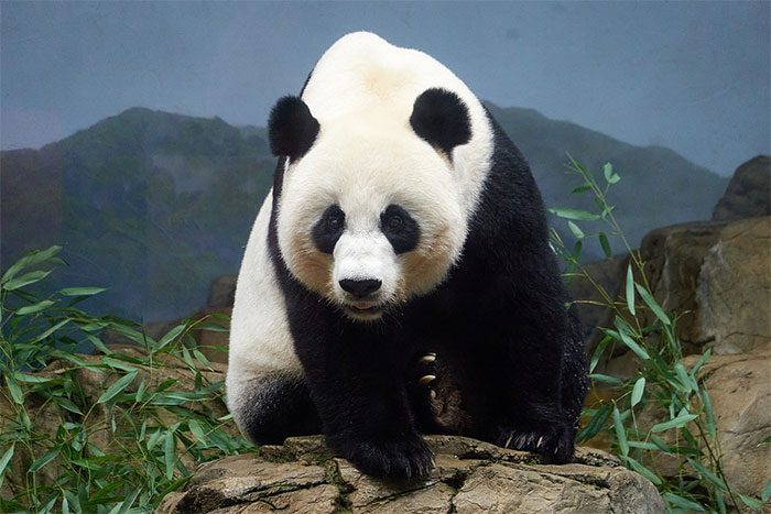 Panda antigens could become powerful weapons against drug-resistant bacteria.