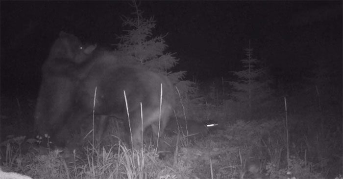 Bear charges to attack moose.