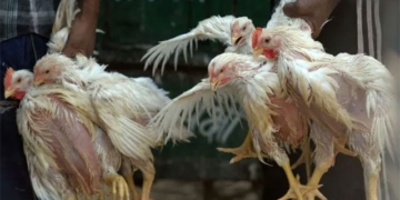 gene editing technology helps chickens resist h5n1 influenza 130344