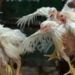 gene editing technology helps chickens resist h5n1 influenza 130344