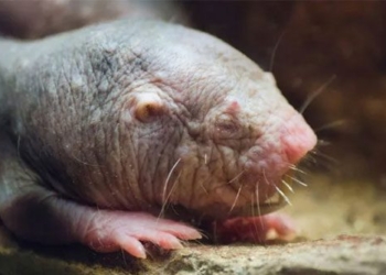 gene song lau duoc chuyen thanh cong sang chuot translates to long living gene successfully transferred to mice