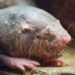 gene song lau duoc chuyen thanh cong sang chuot translates to long living gene successfully transferred to mice