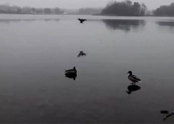 gentle duck flying over the surface of the hau river dong bang 130798