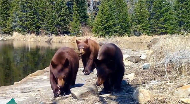Mother bear trains her three cubs to destroy trail cameras.
