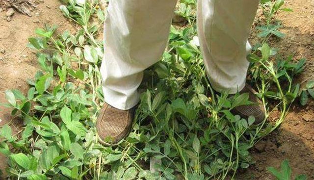 Farmers compete to step on peanut plants during the flowering season.