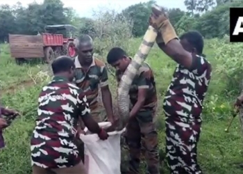giant snakehead fish caught in 4 6m long video 131052