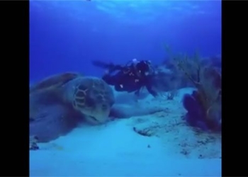 giant turtle hunting under the sea 130561
