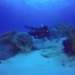 giant turtle hunting under the sea 130561