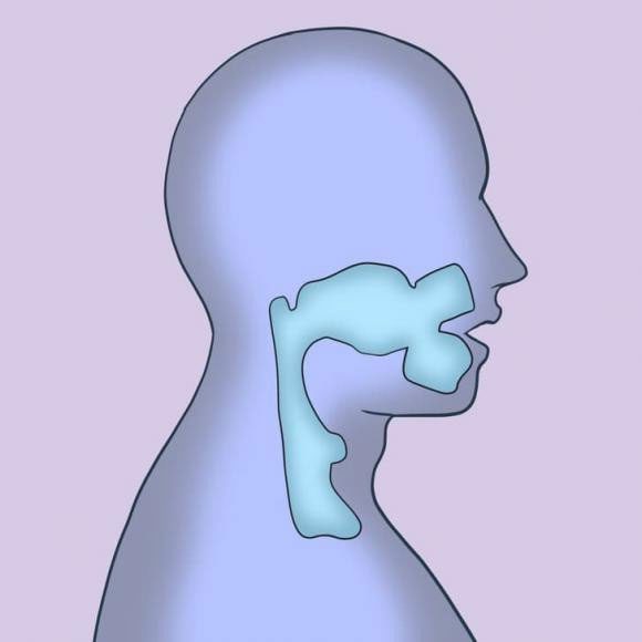 Male vocal cords range from 17 to 25 mm.