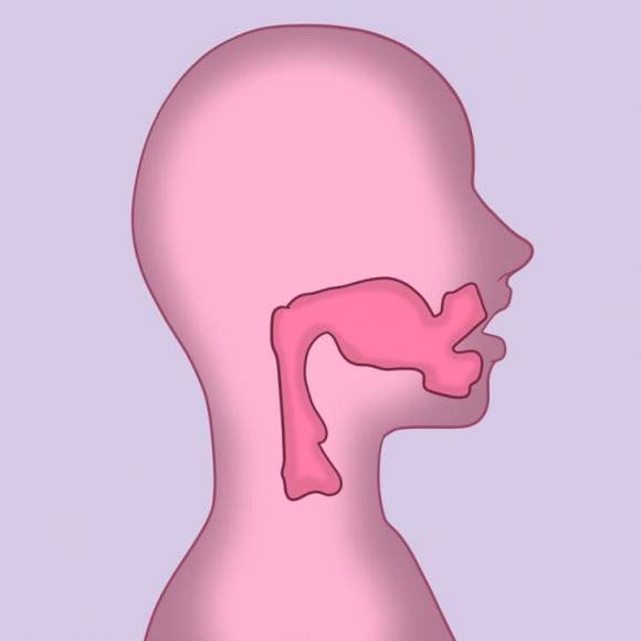 Female vocal cords range from 12.5 to 17.5 mm.