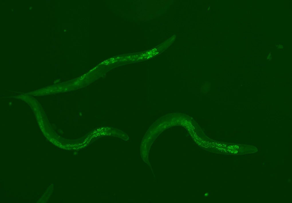 giun Caenorhabditis