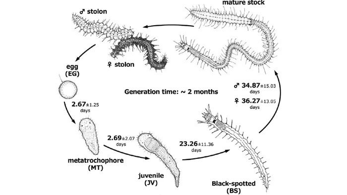 This species can create a separate reproductive part.