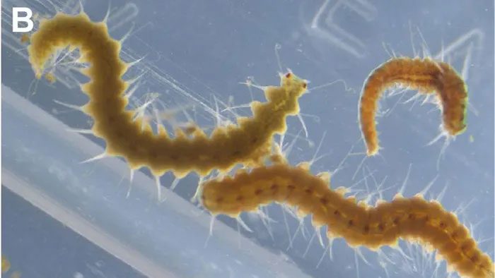 The Japanese marine worm has one of the most unusual reproductive methods in the world.
