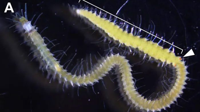 Japanese Marine Worm