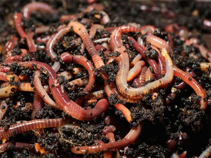 Worms can move 8 tons of soil per acre.