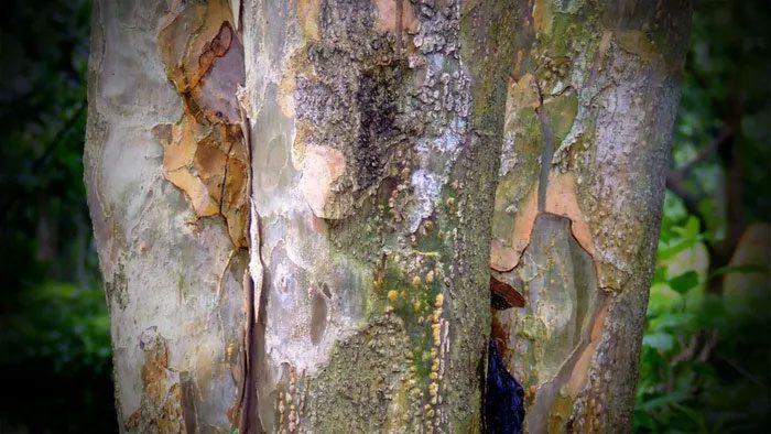 Lignum Vitae is considered one of the heaviest and hardest woods in the world.