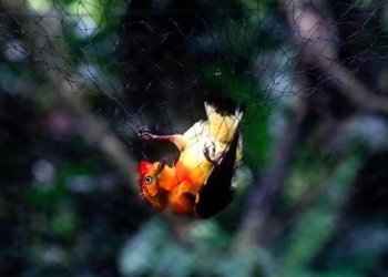 gold mining activities threaten tropical bird species 130840