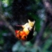 gold mining activities threaten tropical bird species 130840