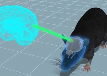 grafting experiment how brain development in people causes behavioral changes in mice 131079