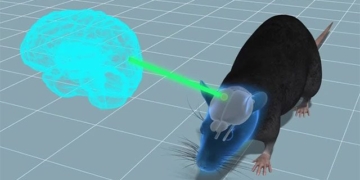 grafting experiment how brain development in people causes behavioral changes in mice 131079