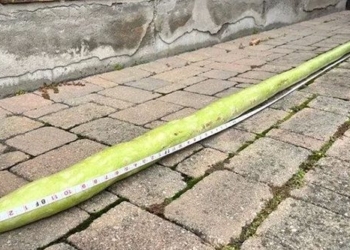 green long 2 5m break world record 130931