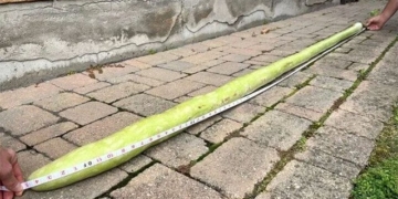 green long 2 5m break world record 130931