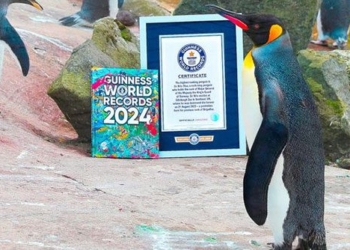 guinness records acknowledge bird species hummingbird lack of imagination 130247