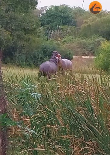 Two hippos clash in a fierce battle.