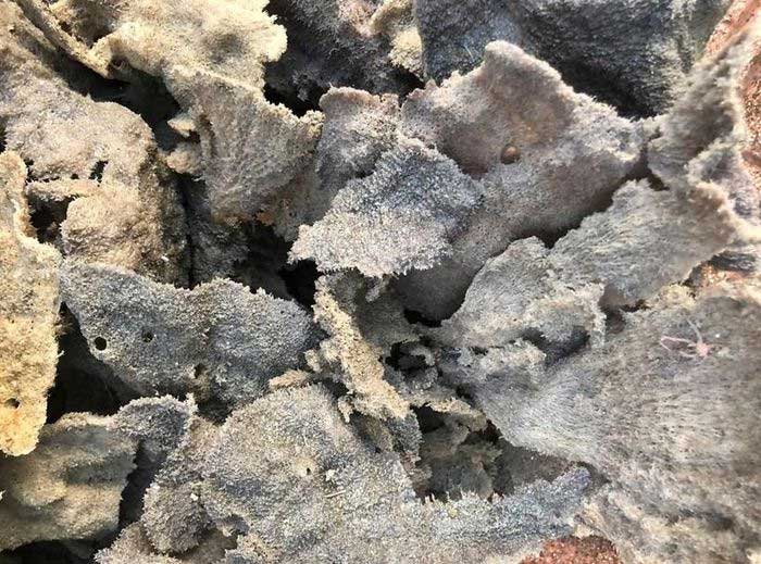 Ianthella basta species (also known as elephant ear sponge).