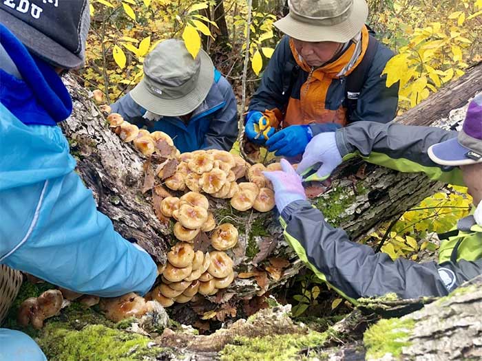 A group of men foraging mushrooms from a tree trunk.
