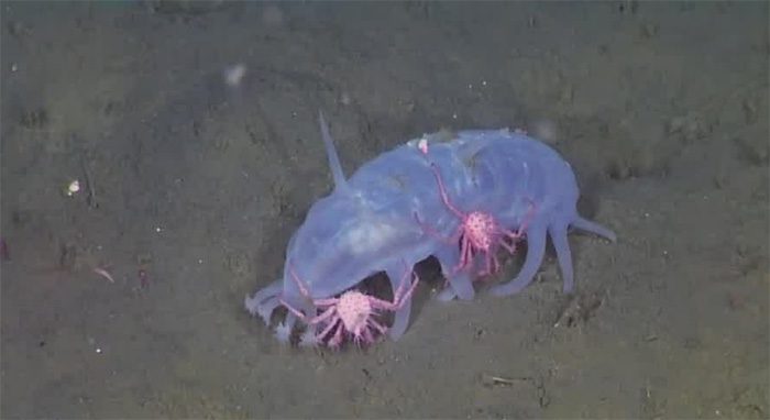 96% of juvenile king crabs hitching a ride on sea pigs.