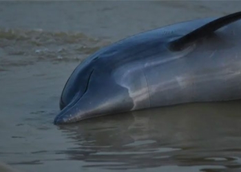 han han history amazon attack more than a hundred hogfish die in large numbers 130172
