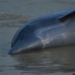 han han history amazon attack more than a hundred hogfish die in large numbers 130172