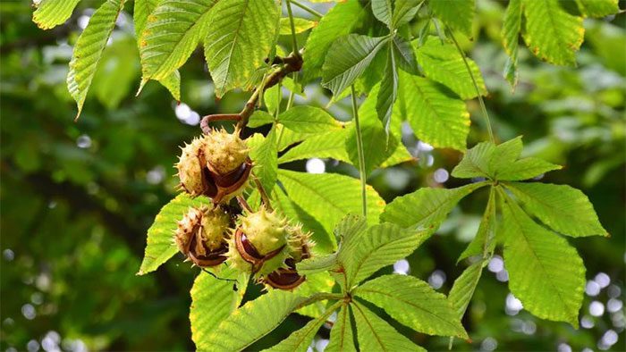 Japanese horse chestnut