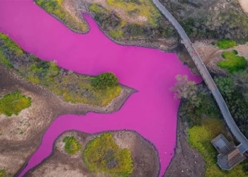 hawaiian water lily pink color change after cold 130960