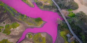 hawaiian water lily pink color change after cold 130960