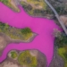 hawaiian water lily pink color change after cold 130960