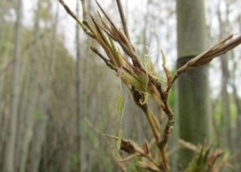 henon bamboo plant 120 year old bamboo blooms once a year 129809