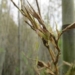 henon bamboo plant 120 year old bamboo blooms once a year 129809
