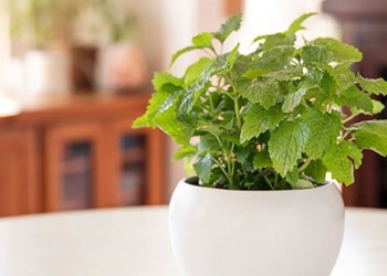 herbal remedies affordable for the holiday season 130510