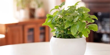 herbal remedies affordable for the holiday season 130510