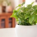 herbal remedies affordable for the holiday season 130510