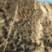 high wall 20 storey supporting column dinosaur 129324
